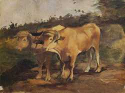 Two Bulls Wearing A Yoke