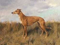 Henrietta Horn A Greyhound