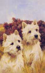 Jacque And Jean Champions Westhighland White Terriers