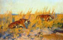 Tigers