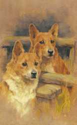 Two Corgies