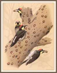 Acorn Woodpecker