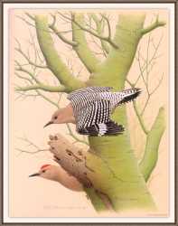 Gila Woodpecker