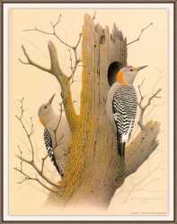 Golden-Fronted Woodpecker