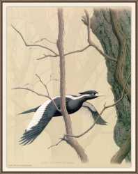 Ivory-Billed Woodpecker 1