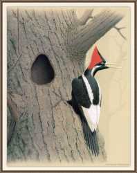 Ivory-Billed Woodpecker 2