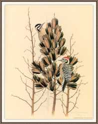 Ladder-Backed Woodpecker