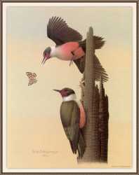 Lewis-s Woodpecker