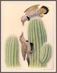 Northern Gilded Flicker