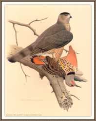 Northern Red’Shafted Flicker