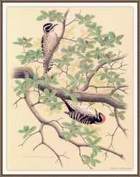 Nuttall’s Woodpecker