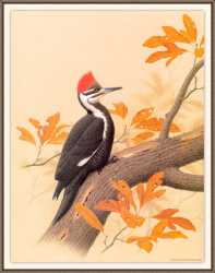 Pileated Woodpecker 1