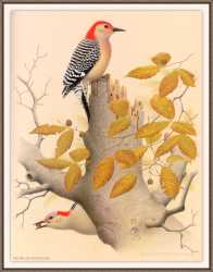 Red’Bellied Woodpecker