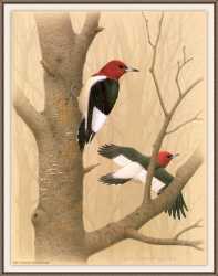 Red’Headed Woodpecker