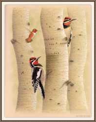 Red’Napped Sapsucker