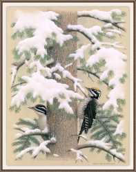 Three-Toed Woodpecker