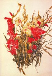 Red And Yellow Gladioli