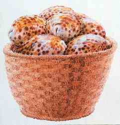 Basquet Of Shells