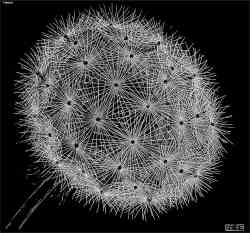Blowball