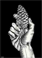 Hand With Fir Cone