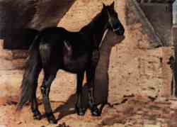 Cavallo Nero Al Sole