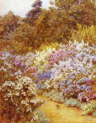 Michaelmas Daisies At Munstead Wood