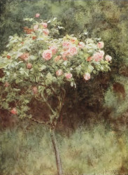 Study Of A Rose Bush